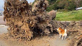 Shibe is too tiny to be compared to the tree roots washed away by the flood.