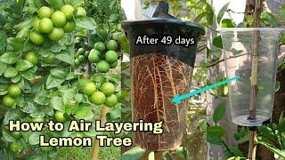 How to Air Layering Lemon Tree in Summer Season /Easy method to grow Lemon tree from cutting at home