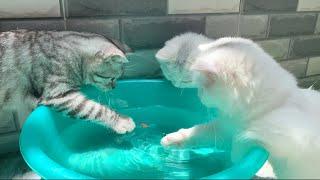 Kittens playing with water are so cute - Milo Kitten