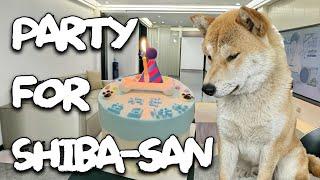 Shiba-san's Surprise Birthday Party