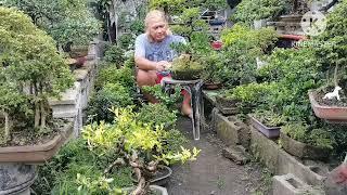 Daily life of a bonsai enthusiast