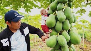 Baby monkey and dad go to pick papaya at the plantation(by Family BiBi)