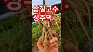 수년을 자란 더덕은 다 캐서먹었고....이제 2년차 저 애기 더덕은...언제먹을수있을까나...ㅋ