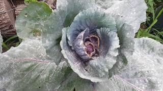 Tour/ Harvest 2018 Outdoor Garden