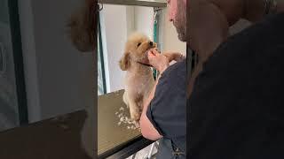 Barba & Capelli per Cookie ️ #toelettatura #barboncino #groomingday #cani #taglio