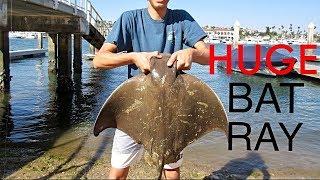 BIG BAT RAYS | Newport Harbor Fishing