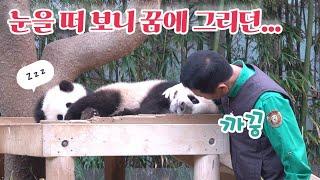 에버랜드 판다월드 털 골라줄까 공주? 루이바오 후이바오 깨우러 온 강바오의 스윗한 손녀 사랑 Baby Panda
