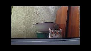 Cat Peeks through Window To Spy On Filmer