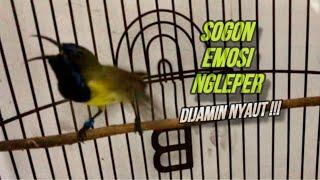 Masteran Burung Sogon Gacor Ngleper Untuk Pancingan Sogon Bahan Agar Bunyi | ​⁠@kicautembak