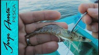 Fishing with LIVE SHRIMP - SNAPPER and SNOOK