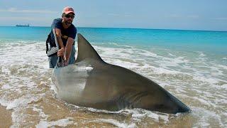 This MASSIVE Shark Tried to Eat Other Sharks at the Beach