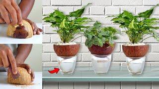 self watering planter ideas using coconut shell / gardening tips / gardening ideas