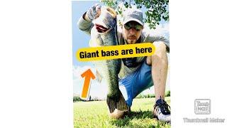 MONSTER BASS  on Chatterbait in Huntsville Al Bank Fishing part 1 Zman JACK HAMMER