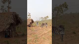 Tiger attack #videosharingplatform #youtube