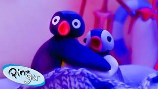 Pingu and Pinga Go Camping!  | Pingu - Official Channel | Cartoons For Kids