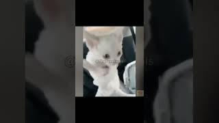 #funny #laughoutloudanimals #funnyshorts #cat #laughoutloudpets #pets