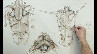 ANATOMY FOR ARTISTS: The Torso-(back) Trapezius & Latissimus Dorsi