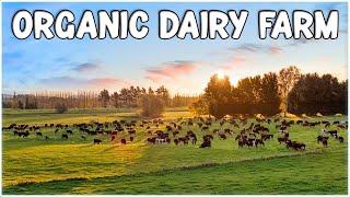 Organic Dairy Farming | Cow Farming Technology