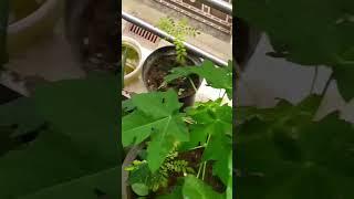 happy garden  #viralvideo #viralshorts #ytshorts #gardening #plants