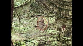 Sasquatch-Like Creatures on Camera in Bigfoot Hotspots