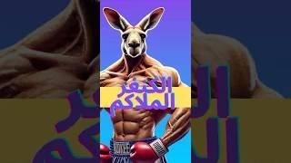 حيوان الكنغر kangaroo