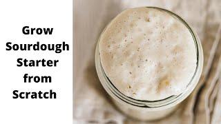 How to grow your own Sourdough Starter | Using Just Flour and Water