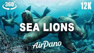 Underwater. Seals and Sea Lions, National Park Moneron Island. Teaser. 12K 360° virtual travel.