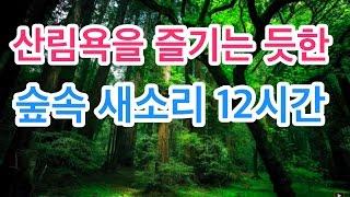 힐링스페셜 - 산림욕을 즐기는 듯한 산속의 물소리와 새소리 ASMR ::Meditation Sound-Various Birds Singing