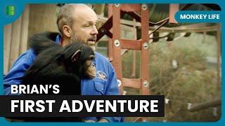 Chimp Brian’s First Outdoor Adventure! - Monkey Life - Documentary