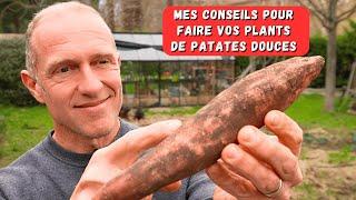 Patates douces - saison 2025 ► C'est parti !