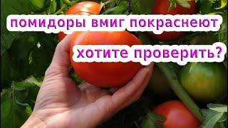 УСКОРЯЕМ СОЗРЕВАНИЕ ТОМАТОВ // КАК УСКОРИТЬ ПОКРАСНЕНИЕ ПОМИДОР БЕЗ ХИМИИ