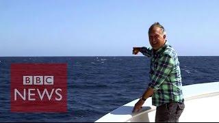 Blue whale's perfect timing to upstage TV presenter - BBC News