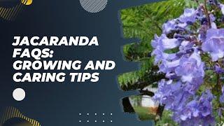 Jacaranda FAQs Growing and Caring Tips