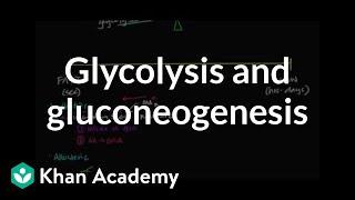 Regulation of glycolysis and gluconeogenesis | Biomolecules | MCAT | Khan Academy