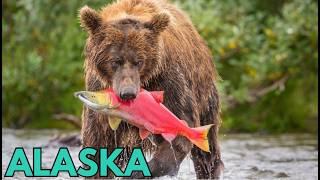 Dzika Alaska - Kraina Niedźwiedzi i Łososi. Film Przyrodniczy