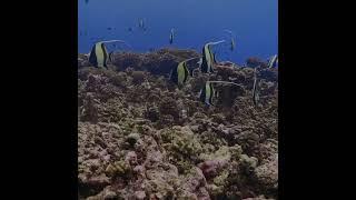 Beautiful Moorish Idol Marine Fish #reeftank #marineaquarium #shorts