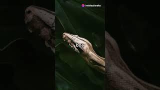 Everything You Need to Know About the Boa Constrictor!  | Meet the Silent Predator
