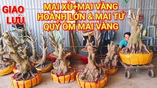 (@HÀ #zalo_0988228978)#Mai xù+mai vàng phoi hoành lớn & mai vàng ôm mai tứ quý GL 13/3/2025