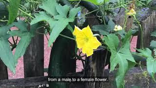 Growing Loofah Gourds