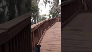 Walking dog at Minnehaha Park in Maitland, Florida | Travel Florida #shorts