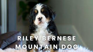 Riley Bernese Mountain Dog Puppy Here at Mountain Dog Companion!