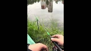 ASMR.В ожидании поклевки карася на легкий фидер.Стрит фишинг. #fishing #рыбалканафидер#карась