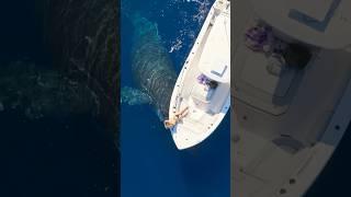 Whale tries to steal my girlfriend! #whale #nature