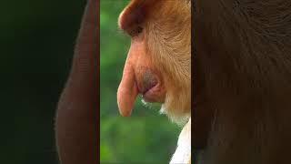 Only male proboscis monkeys have long and big noses. #proboscis #bekantan #borneoforest