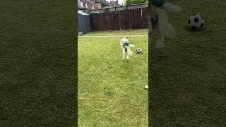 Milo the Cavapoochon - Slow Motion Catch #puppy #onlymilothedog #pets #cavapoochon