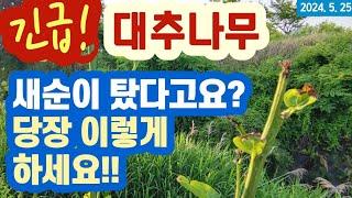 대추나무 새순이 탔을 때 - 해결방법 (사과대추/일반대추) 엄청난 발견