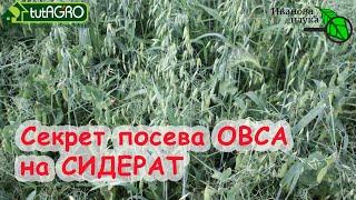 Азбука сидератов. Ч.4. Овёс - один из лучших. В 100 раз больше пользы, если посеете ОВЕС правильно!