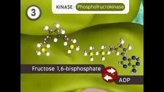 Glycolysis: The Reactions