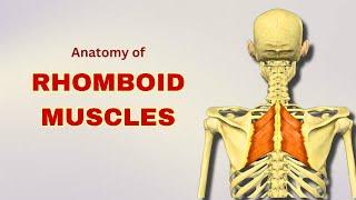 Rhomboid Muscles Anatomy | Extrinsic Back Muscles | Doctor Speaks