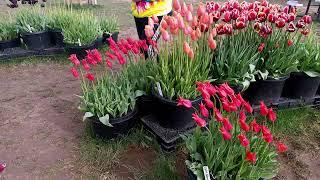 Wooden Shoe Farms Tulip Festival 2024